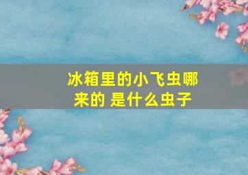 冰箱里的小飞虫哪来的 是什么虫子